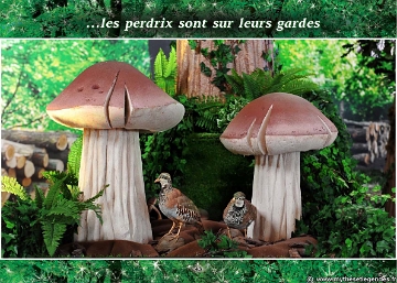 Exposition La Forêt Enchantée (39) Perdrix